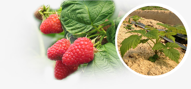 viveros-frambuesas-plantas2