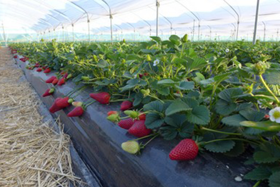Plantas de fresa y frambuesa