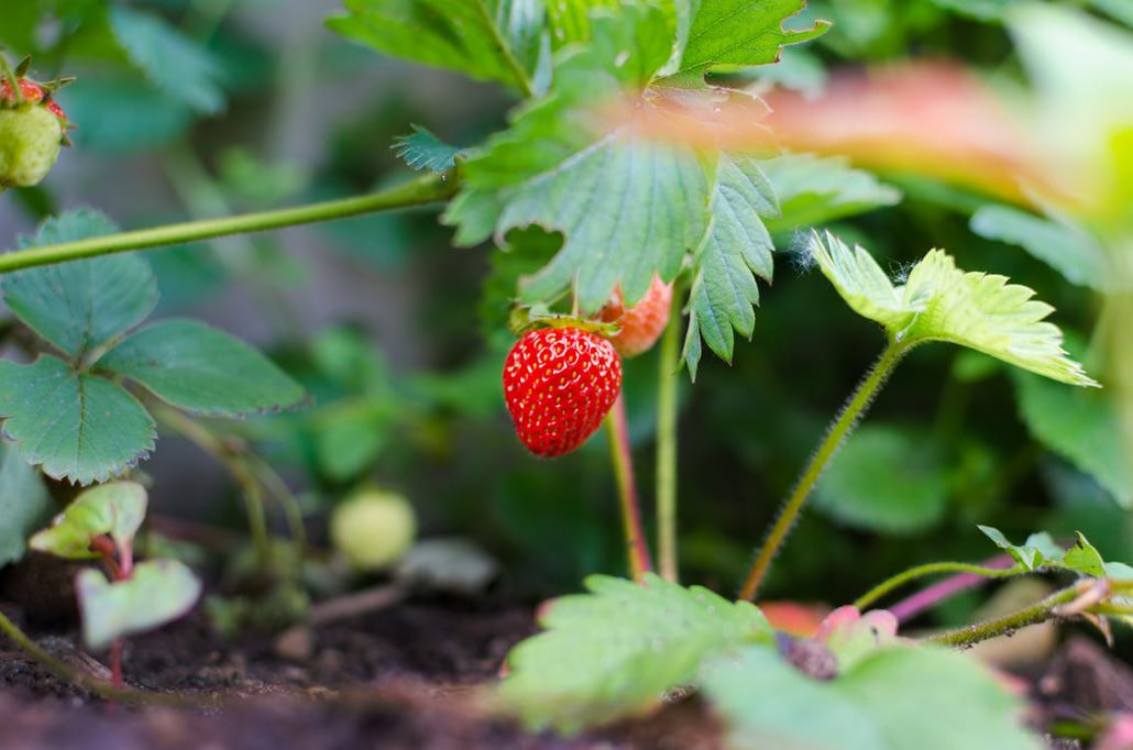 5 Beneficios De Comer Fresa Viveros California Plantas De Fresa 5-beneficios-de-comer-fresa-viveros-california-plantas-de-fresa