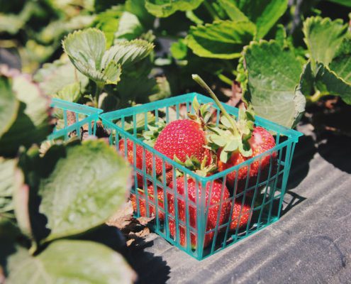 compra de plantas de fresas