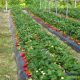 Sistema sustentable para el cultivo de la fresa