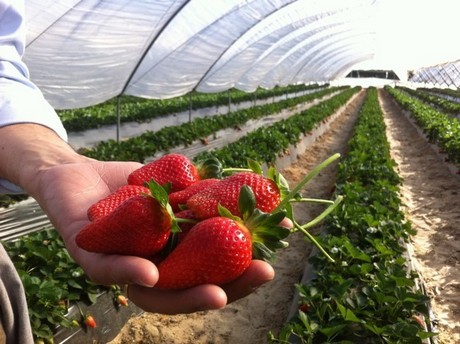 plantas de fresa