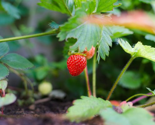 plantas de fresa