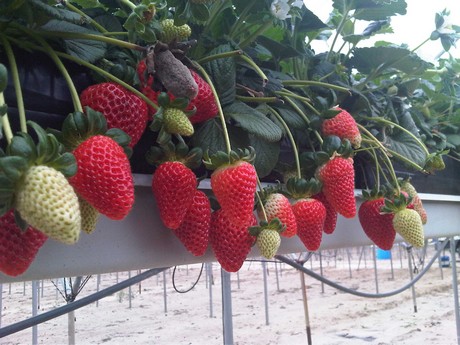 venta de plantas de fresas