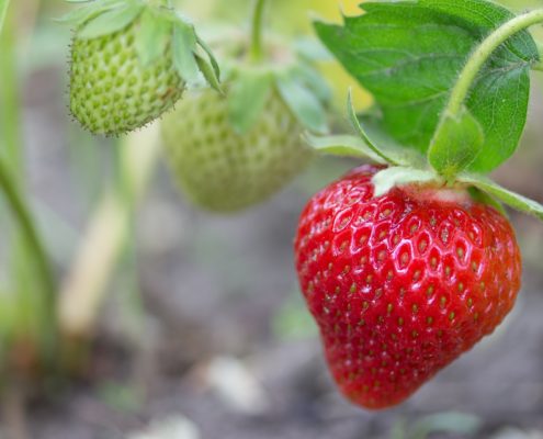 venta de plantas de fresas