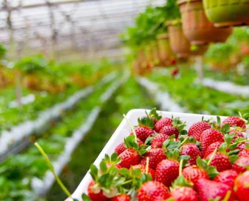 plantas de fresas