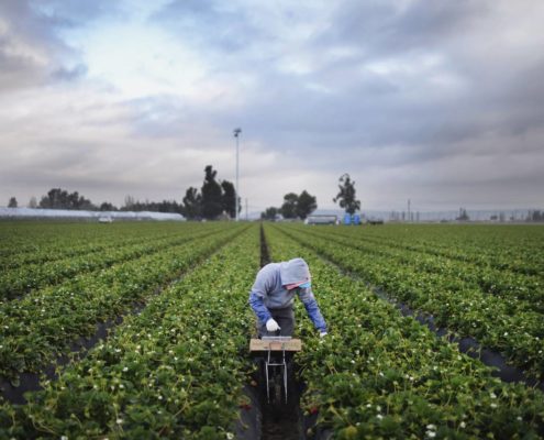 venta de plantas de fresas