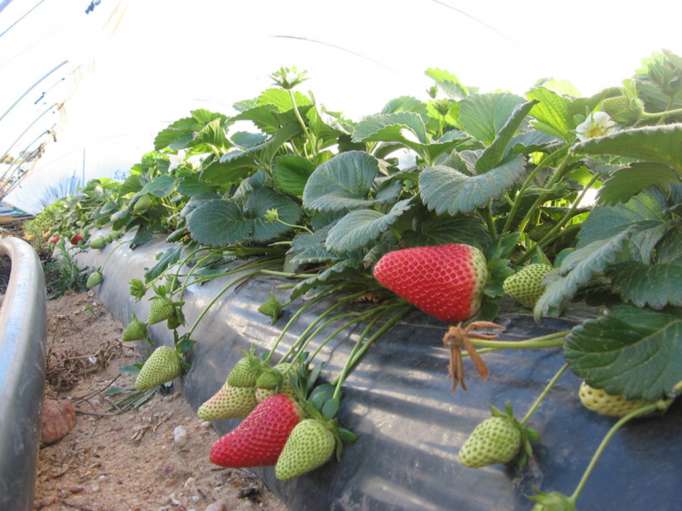 plantas de fresas