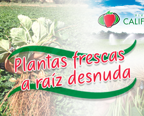 Plantas frescas de fresa a raíz desnuda