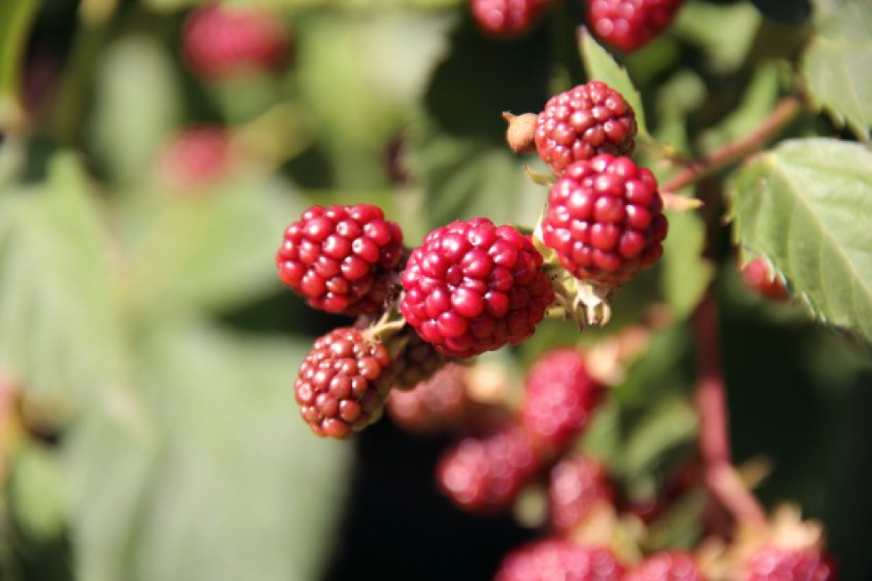 raspberry plant sales 