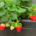 Venta de plantas de fresa Marisol
